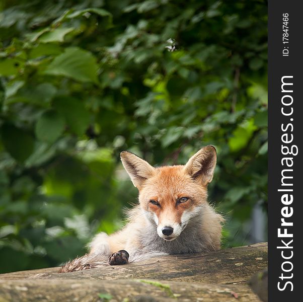 Red Fox (Vulpes vulpes) resting in the woods