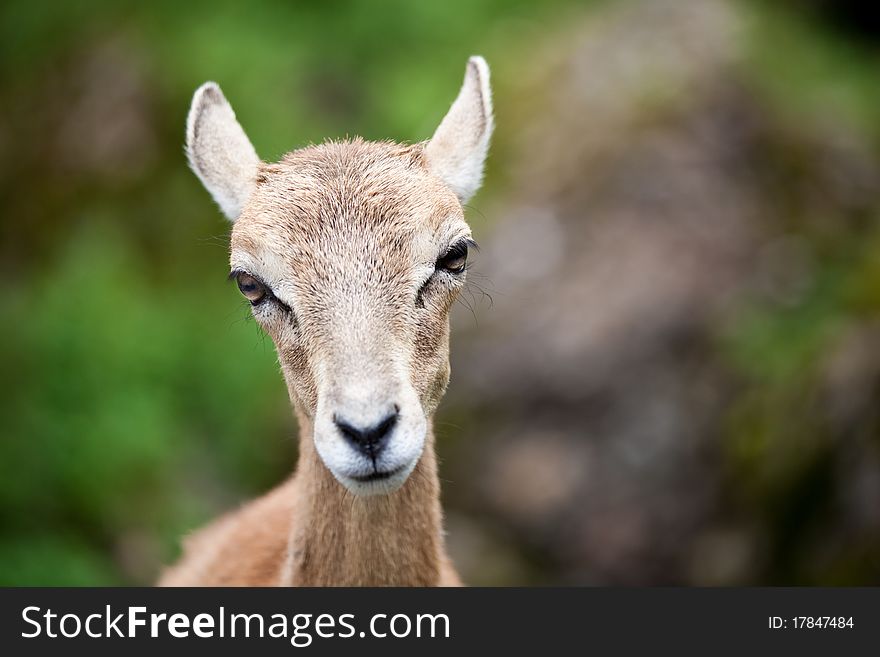 West Caucasian tur (Capra caucasica)