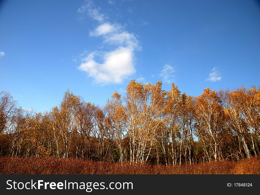 White birch trees with golden yellow leaves. White birch trees with golden yellow leaves