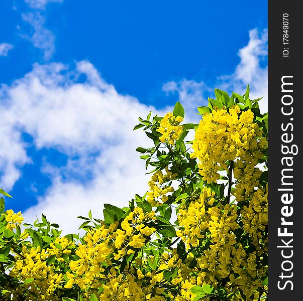 Yellow flowers against the dark blue sky with clouds