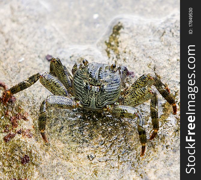 Common rock crab standing in rock pool