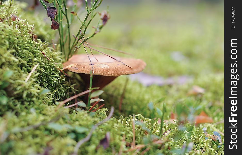 Mushroom In Moss