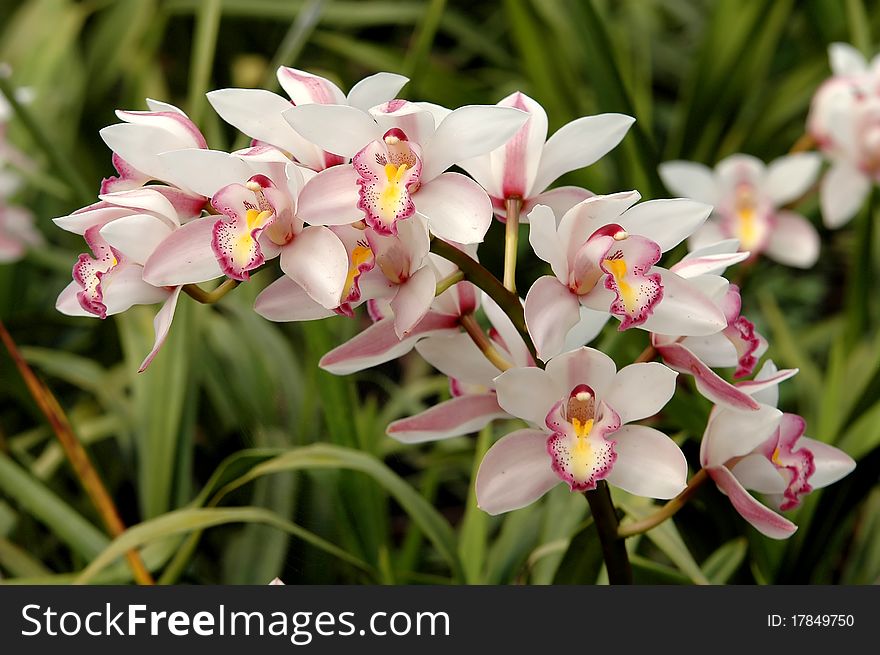 Cimbidium sp., beautiful wild orchid