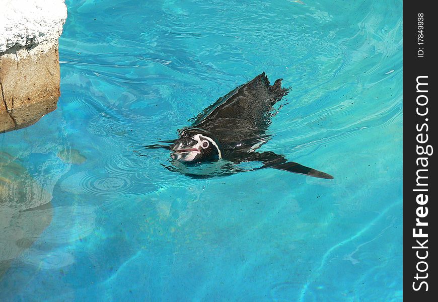 Cute small penguin swimming in the water