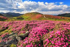 Summer Landscape With Mountain, The Lawns Are Covered By Pink Rhododendron Flowers With The Foot Path. Concept Of Nature Rebirth. Stock Photo