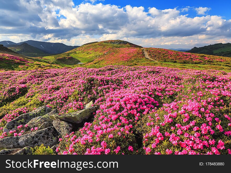 Summer landscape with mountain, the lawns are covered by pink rhododendron flowers with the foot path. Concept of nature rebirth. Wallpaper background. Location place Carpathian, Ukraine, Europe