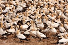 Cape Gannets Birds Royalty Free Stock Photography Cape Gannets Birds Royalty Free Stock Photography