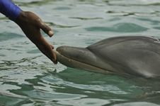Bottlenose Dolphin Stock Image Bottlenose Dolphin Stock Image