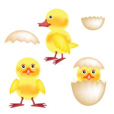 Newborn Nestling Of The Hen Stock Photos