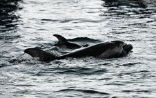 Mother And Baby Dolphins Royalty Free Stock Images Mother And Baby Dolphins Royalty Free Stock Images