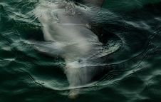 Dolphin Playing Under Water Stock Images