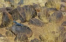 Landscape With Lizard (agama) Royalty Free Stock Photography Landscape With Lizard (agama) Royalty Free Stock Photography