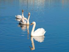 Swans Stock Photos