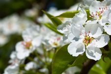 White Flowers Of Apple Tree Royalty Free Stock Images White Flowers Of Apple Tree Royalty Free Stock Images