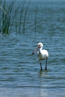 Eurasian Spoonbill In Water Stock Photography