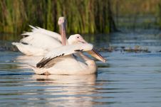 White Pelicans Royalty Free Stock Photo White Pelicans Royalty Free Stock Photo