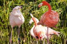 Flamingo Flock Arguing Royalty Free Stock Images Flamingo Flock Arguing Royalty Free Stock Images