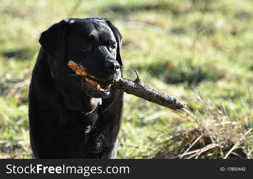 Black Labrador with stick