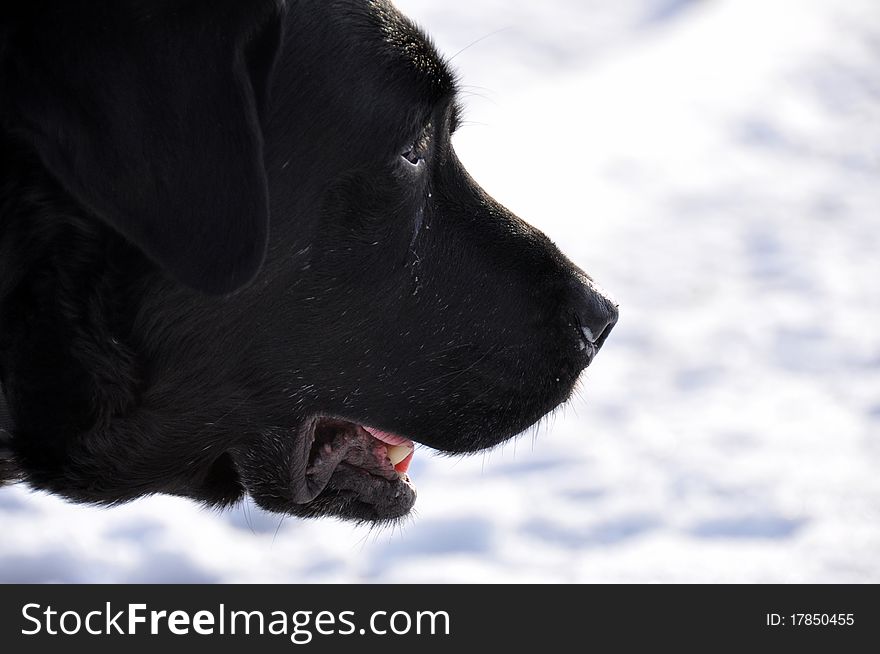 Black Labrador In Profile In The Snow