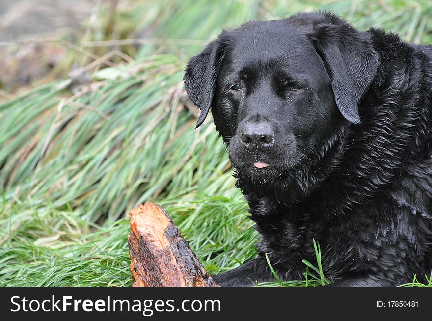 A very wet adult black Labrador with a stick in long grass. A very wet adult black Labrador with a stick in long grass