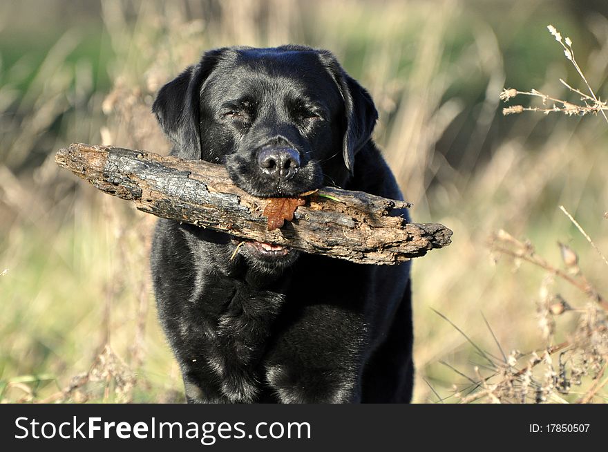 Black Labrador With Large Stick