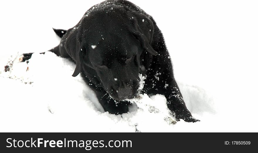 Black Labrador with stick in the snow