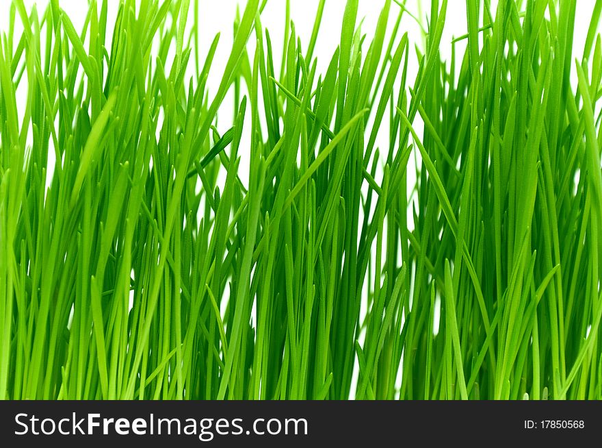 Isolated green grass on a white background