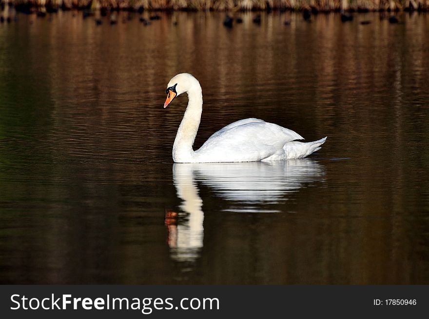 Swan On Lake Reflected