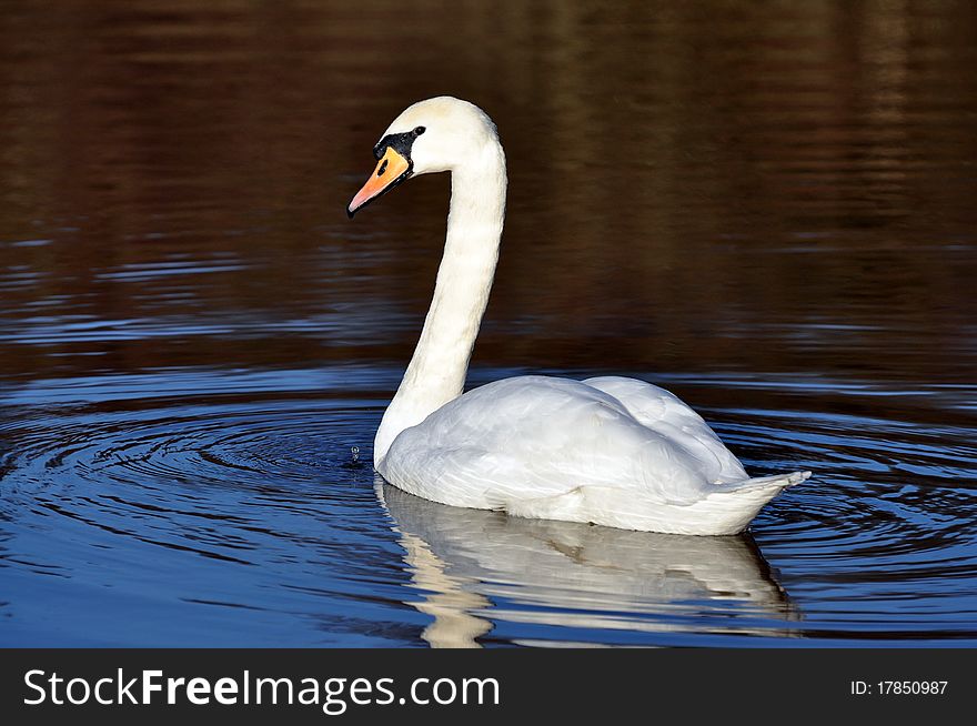 Swan On Lake Reflected