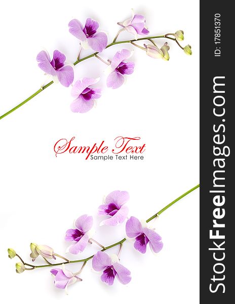 Pink orchid isolated on a white background with copy space