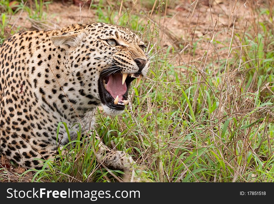 Adult female leopard snarling, head and shoulder shot, in Sabi Sand nature reserve, South Africa. Adult female leopard snarling, head and shoulder shot, in Sabi Sand nature reserve, South Africa