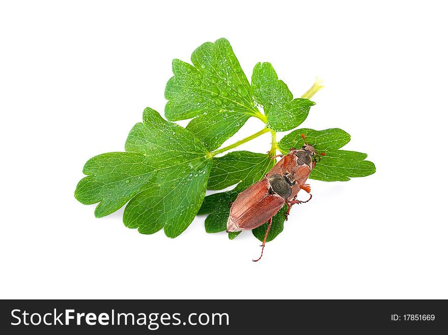 Chafer on the green leaf on white isolated background. Chafer on the green leaf on white isolated background