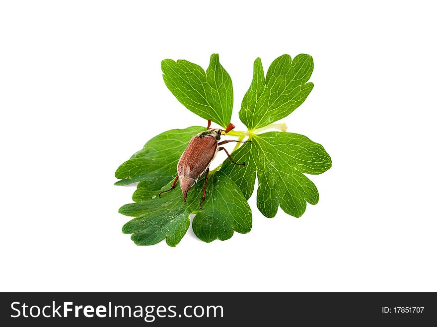 Chafer on the green leaf on white isolated background. Chafer on the green leaf on white isolated background