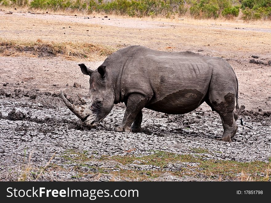 Single white rhinoceros enjoying a mud bath in the Kruger National Park, South Africa during the dry season. Single white rhinoceros enjoying a mud bath in the Kruger National Park, South Africa during the dry season