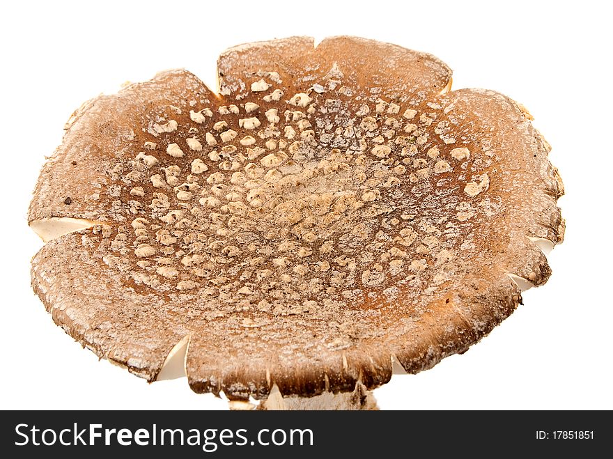 Brown cap mushroom on an isolated white background. Brown cap mushroom on an isolated white background