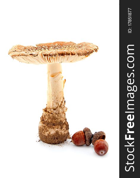 Mushroom And Acorn