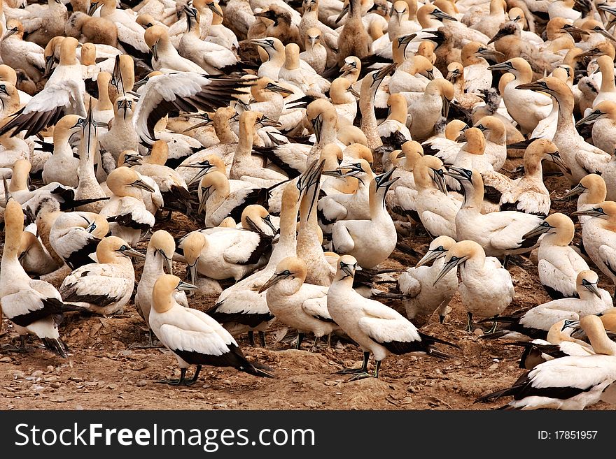 Colony of cape gannets at Lamberts Bay bird island, South Africa. Colony of cape gannets at Lamberts Bay bird island, South Africa