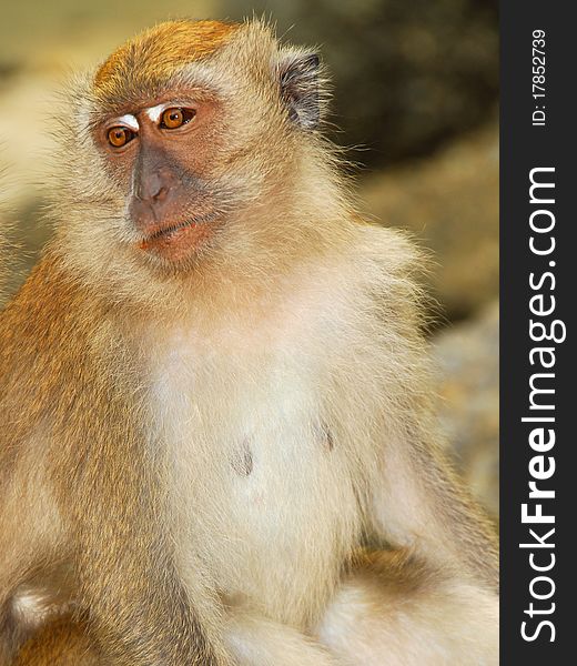 Wild macaques found many in South east asian countires