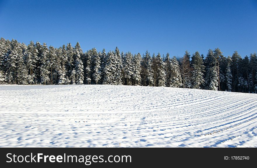 Trees And Meadow Under Snow In The Black Forest