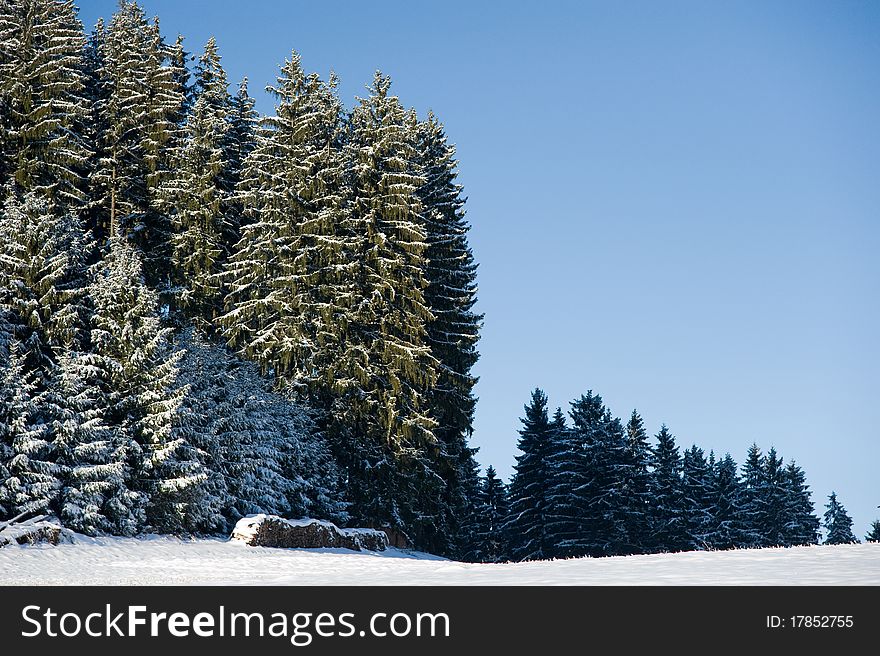 Winterly mood in Black Forest with trees and meadow. Winterly mood in Black Forest with trees and meadow