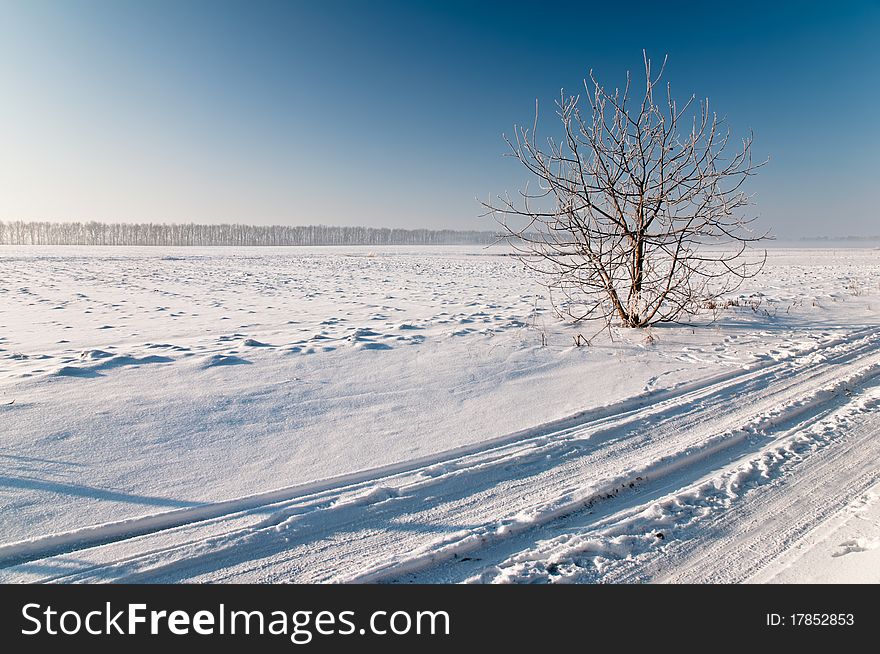 Naked nut tree stand in a snow-covered field