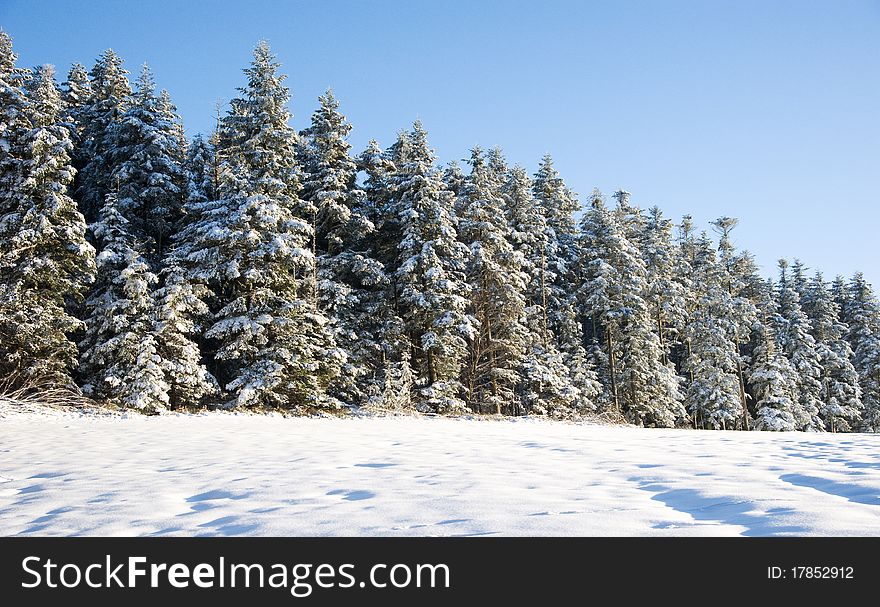 Winterly mood in Black Forest with trees and meadow. Winterly mood in Black Forest with trees and meadow