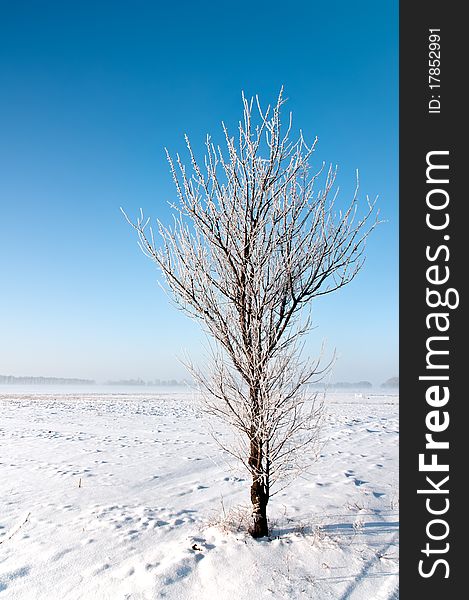 Alone plum tree covered with hoarfrost standS in the field. Alone plum tree covered with hoarfrost standS in the field