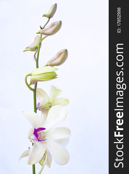 The orchids flower on white background