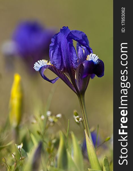 Blue Dwarf Iris in springtime