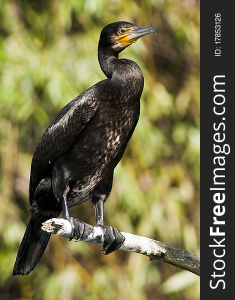 Great Cormorant on a branch