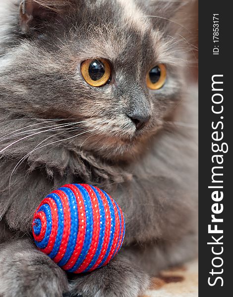 Grey cat with colorful ball. Grey cat with colorful ball