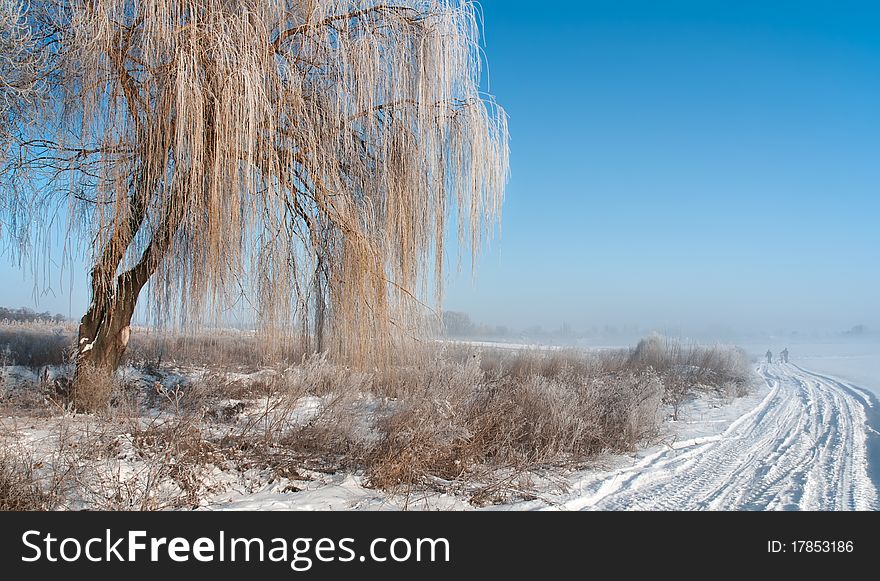 Winter landscape with fog, rural road and hoarfrost on the willow tree. Winter landscape with fog, rural road and hoarfrost on the willow tree