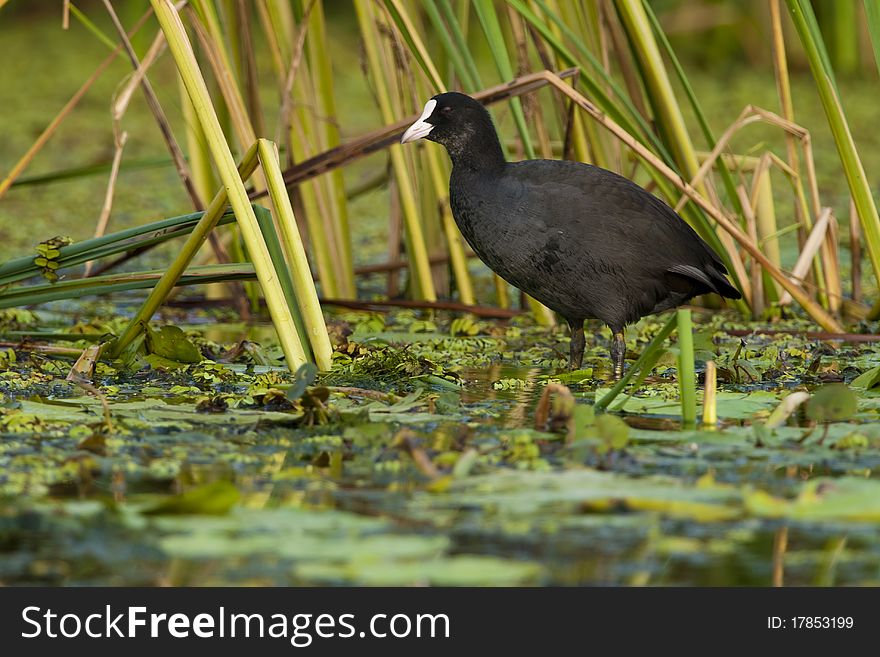 Common Coot on water vegetation