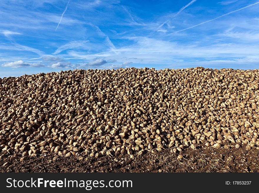Pile of harvested beets against the blue sky